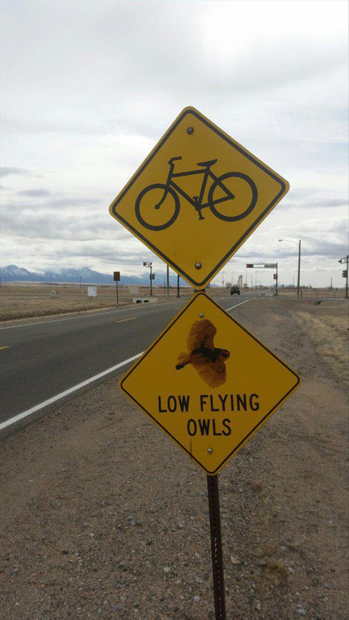 bicycle - Low Flying Owls