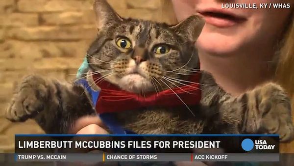 One surprising presidential candidate is drumming up a lot of support and coverage in the 2016 elections despite not having much of a political background or fame. Also, he's not even human—he's a cat. Limberbutt McCubbins is the latest in a list of hundreds to have filled out a "Statement of Candidacy" form. (The form was actually filled out by Isaac Weiss, a senior at duPont Manual High School in Louisville, Kentucky. Limberbutt belongs to his friend, fellow senior Emilee McCubbins.)

Emilee says she's been contacted about Limberbutt's proof of citizenship, lawyers looking to represent him, and even volunteer opportunities. "It does not appear that they know that he's cat," Weiss said.

Limberbutt has a Facebook page, a Twitter account, and even a campaign slogan—"Meow Is the Time." Although nothing is technically stopping him since anyone (or any animal) can register, he'll probably hit a wall when everyone realizes he's only 5-years-old—way too young to qualify for president.