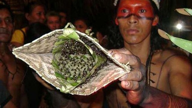 Here's another incredible rite of passage from the Brazilian Amazon. The Sateré-Mawé boys become men after wearing these special gloves with bullet ants woven into the lining. Bullet ants are known to have one of the most painful stings in the world (compared to being shot by a bullet), and the boys must keep the glove on for 10 minutes. They must repeat the process twenty times before they are fully a recognized man, and for some it takes years.