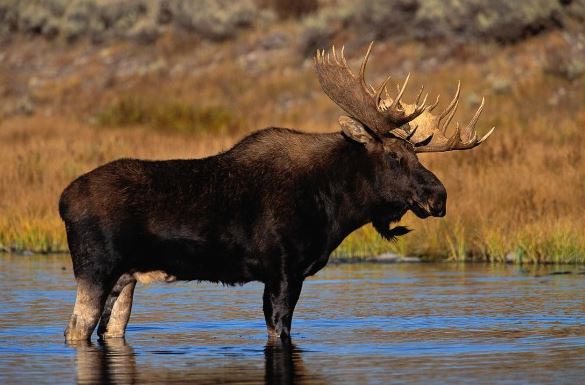 In Alaska it is illegal to give moose alcohol. You would think that it would be illegal to give any animal alcohol right?