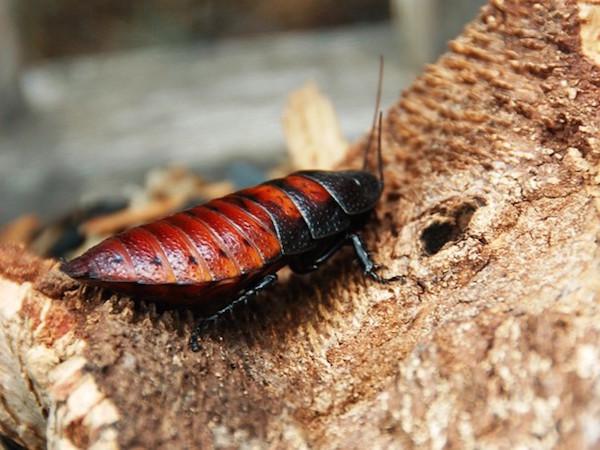 The record for eating live cockroaches is held by Ken Edwards of Derbyshire, England. In 2001 he ate 36 hissing Madagascar roaches in one minute. In 2012, a man died after eating dozens of live roaches in a similar contest in Florida.