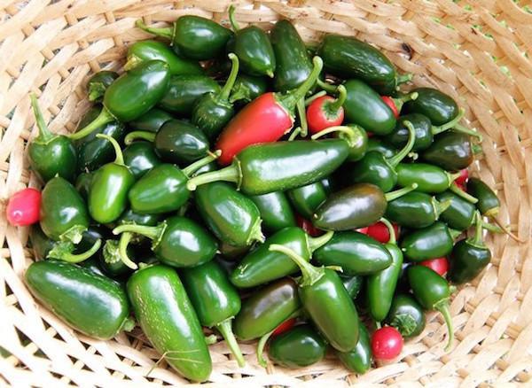 The Jalapeño Eating World Championship at the State Fair of Texas is among the most famous chili eating competitions in the world. In 2006, a 62-year-old retired accountant from Nevada swallowed 247 peppers in 8 minutes, setting the new world record in the process.