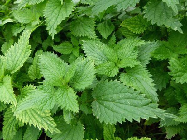 Held in Dorset, the World Nettle Eating Championship is a competition where participants knaw their way through as many nettle leaves as they can. The winner is the contestant who has stripped and eaten the leaves from the greatest number of 2-feet stalks.