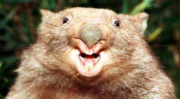 Wombats use poop to find their way back home. Wombats poo in distinctive cube-shapes, so they can follow cubes of their own poop back home after their adventures.
