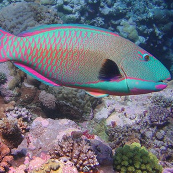 The Parrot Fish poops sand. Weirdly, this fish eats coral and then sand comes out at the other end. Sounds painful.