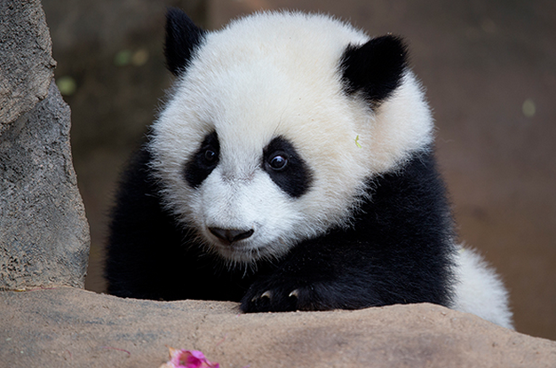 Pandas can poop up to 48 pounds per day. That’s a lot of bamboo.