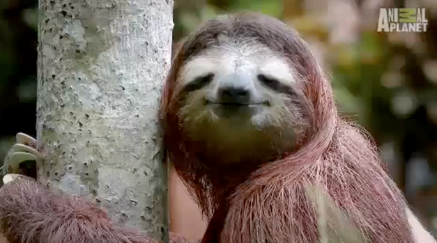 Sloths do a poo dance. They only poop once a week, and when they do, they really make a song and dance out of it.