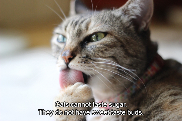 Cat - Cats cannot taste sugar. They do not have sweet taste buds.