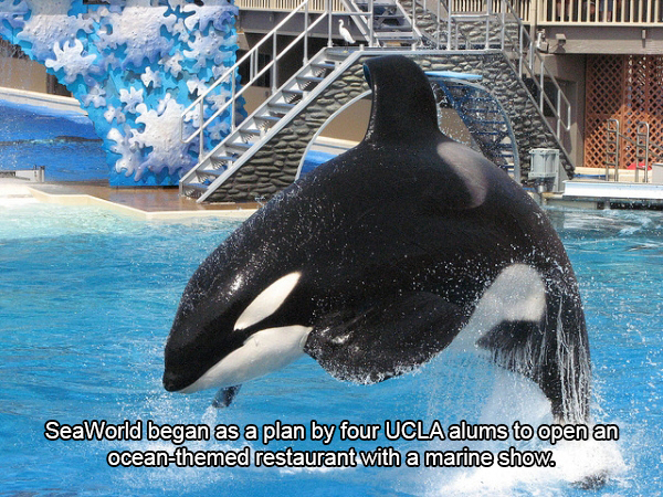 killer whale - SeaWorld began as a plan by four Ucla alums to open an oceanthemed restaurant with a marine show.