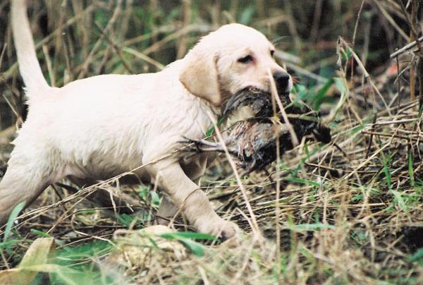 labrador retriever