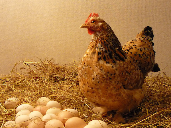 In 1806, a hen in Leeds, England began laying eggs with the message "Christ is coming" scrawled on each one. This feathery harbinger of doom caused hysteria among villagers and visitors alike, who traveled to the area just to visit the alleged Prophet Hen. When they asked to see the miracle for themselves, the promise of a chicken laying eggs bearing an apocalyptic message was delivered upon.

Of course, the world did not end in 1806, but how exactly was the fatalistic fowl delivering these messages? 

Enter Mary Bateman, the hen's owner, who was more commonly known as the “Yorkshire Witch.” A repeated fraudster who would end up dying in the gallows for murder, Bateman had used some corrosive ink to inscribe the quote on a few eggs. She then re-inserted the eggs into the hen, so that they could be laid again. Her ruse was discovered one morning when a visitor caught her in the act.