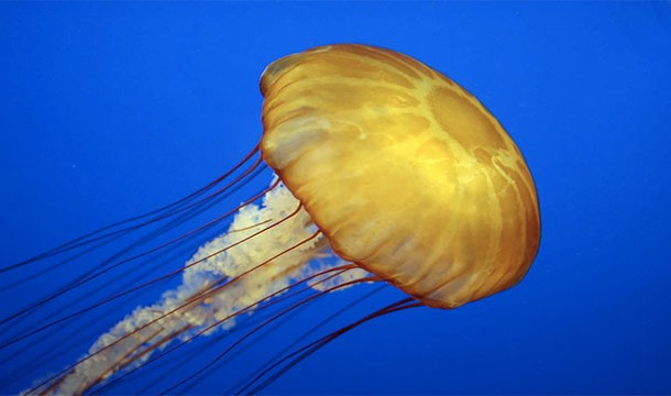Peeing on a jellyfish sting neutralizes the pain.
This is a popular myth that is not true at all. Jellyfish stings are activated by fresh water and most of your pee happens to be just that.