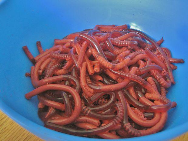 Those gummy worms in the vending machine aren't fooling anyone. Try something a little more convincing by making them yourself with Jell-O and bendy straws. Serve with a little crushed up chocolate cake as dirt, and people will really think you dug up some worms in your backyard.