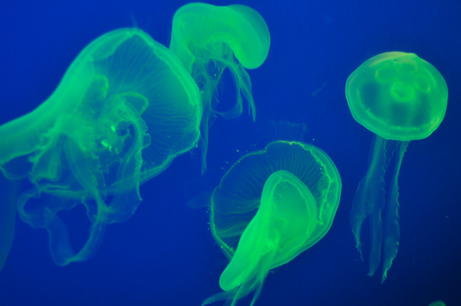 Peeing on a jellyfish sting makes it feel better. In lab tests, urine actually makes the pain of a jellyfish sting even worse. Basically, no good can come from enduring a sting and having your buddy pee on you.