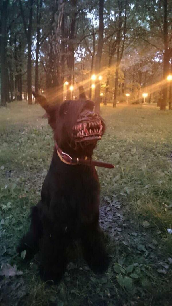 Why let humans have all the fun? With this vicious-looking werewolf dog muzzle, your pooch can also take part in Halloween festivities in a frightfully enjoyable way.