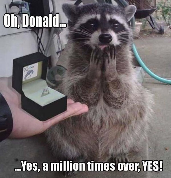 memes - raccoon ring meme - Oh, Donald. ...Yes, a million times over, Yes!