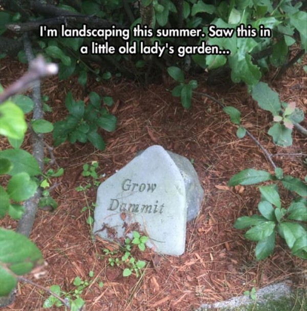 memes - landscaping meme funny - I'm landscaping this summer. Saw this in a little old lady's garden... Grow Dummit
