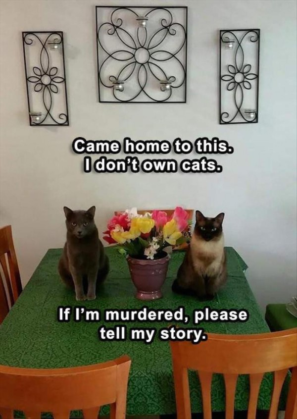 memes - Cat - Came home to this. I don't own cats. If I'm murdered, please tell my story.