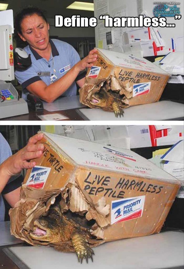 memes - snapping turtle mail - Dhe Ceanon Define harmless.... Live Harmless Peptile Turtle Live Harmless Peptile Poem