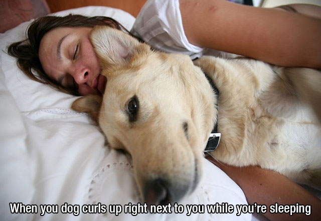 dog sleeps in bed - When you dog curls up right next to you while you're sleeping