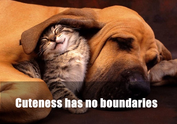 cat and dog - Cuteness has no boundaries