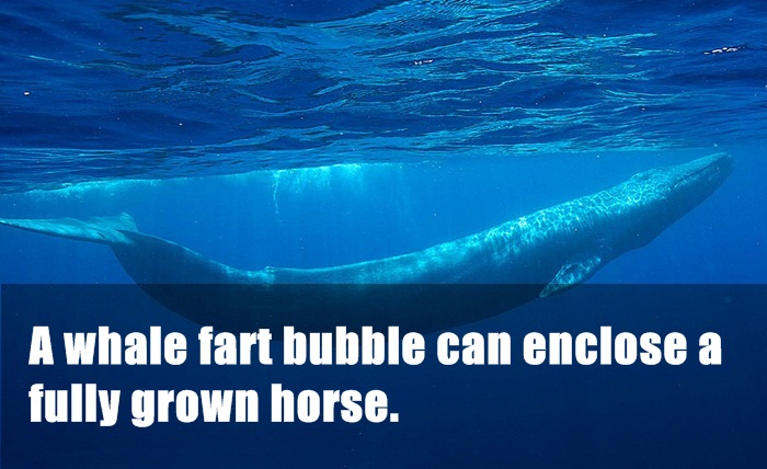 b2 hotel - A whale fart bubble can enclose a fully grown horse.