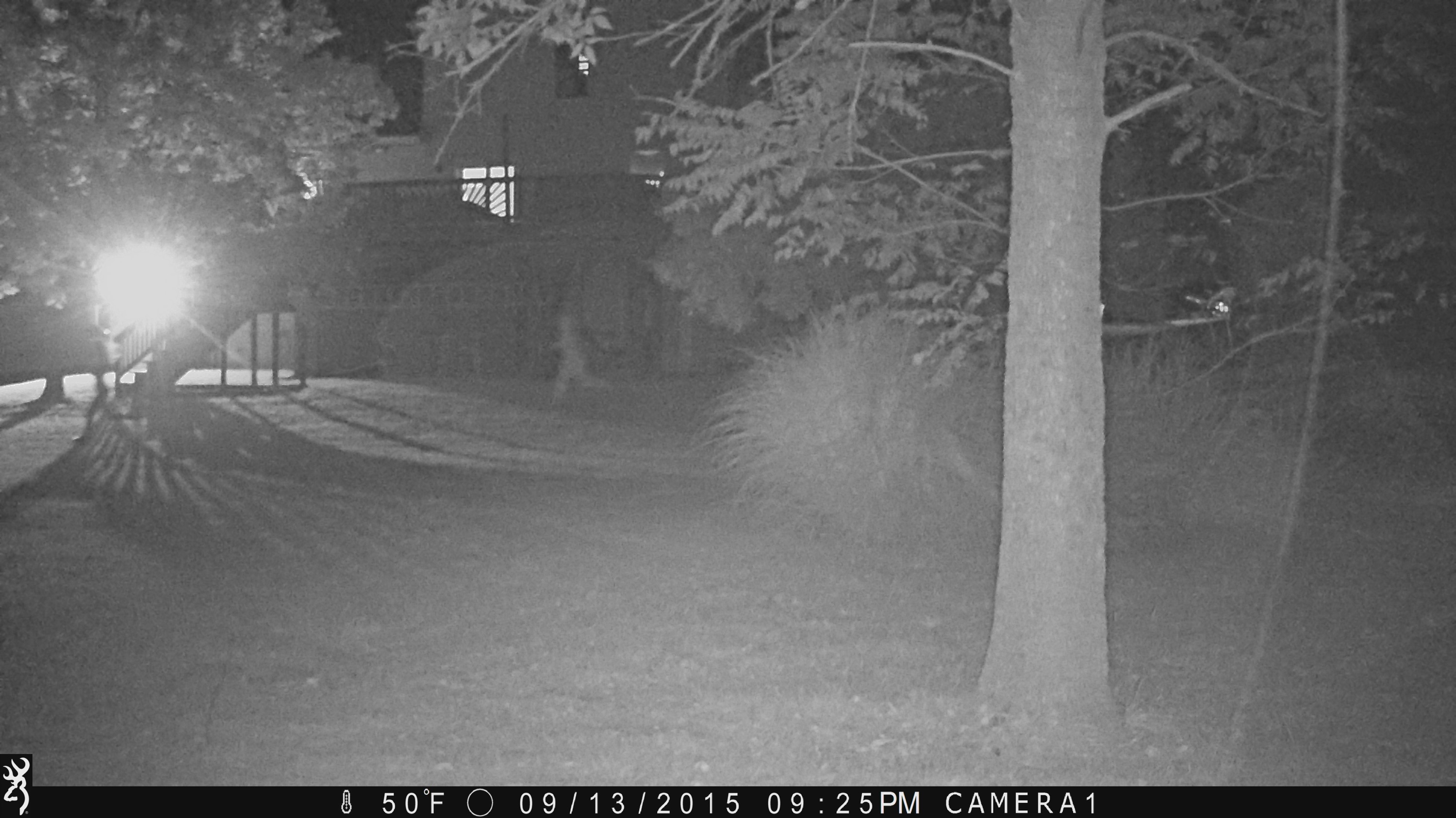 A neighbor’s son set up a trap camera in their backyard to see if he would catch anything cool, he got this instead