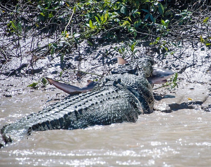 A crocodile eating a bull shark.