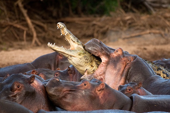 Hippos annihilating a crocodile.