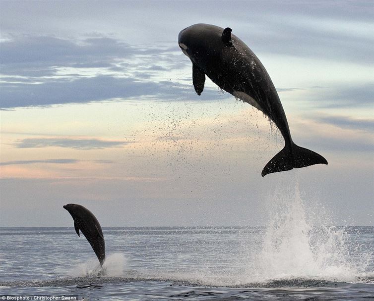 An orca whale leaping 15 feet out of the water.
