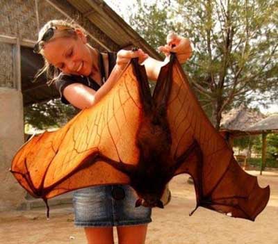 This massive fruit bat will haunt your dreams.