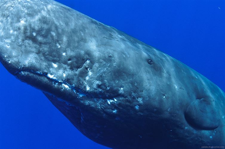 This Sperm Whale has seen some shit!