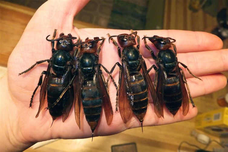Oh, just some giant Hornets...