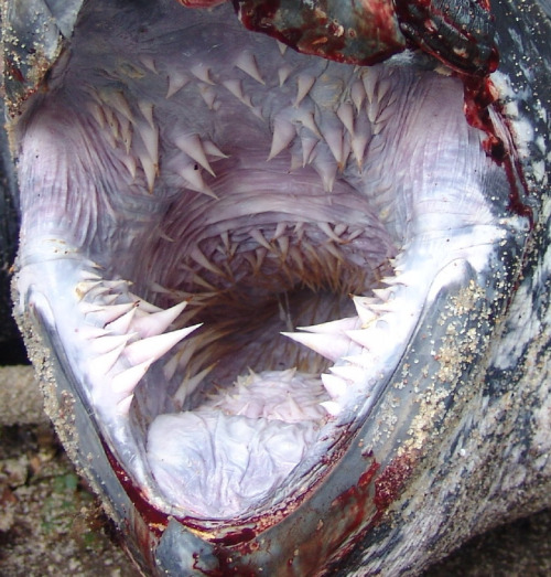 The inside of a leatherback sea turtle’s mouth.