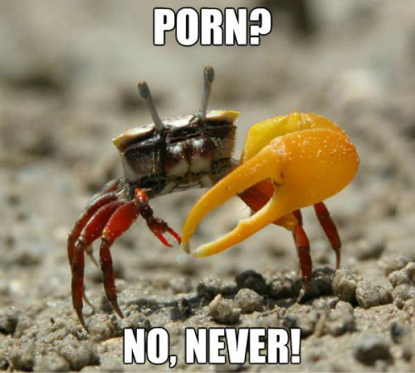 fiddler crabs - Porn? No, Never!