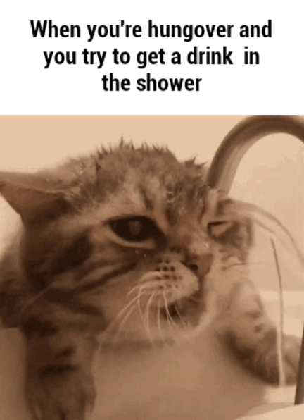 cat exe has stopped working gif - When you're hungover and you try to get a drink in the shower