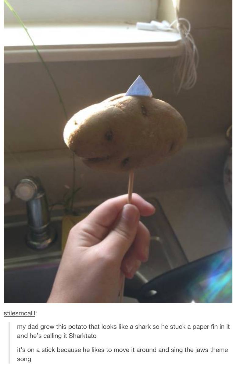 hilarious tumblr funny posts - stilesmcalli my dad grew this potato that looks a shark so he stuck a paper fin in it and he's calling it Sharktato it's on a stick because he to move it around and sing the jaws theme song