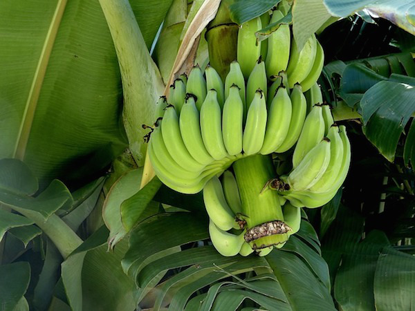 Misconception: Bananas grow on tress.
While it may look like they grow on trees, the large plants are actually classified as herbs.