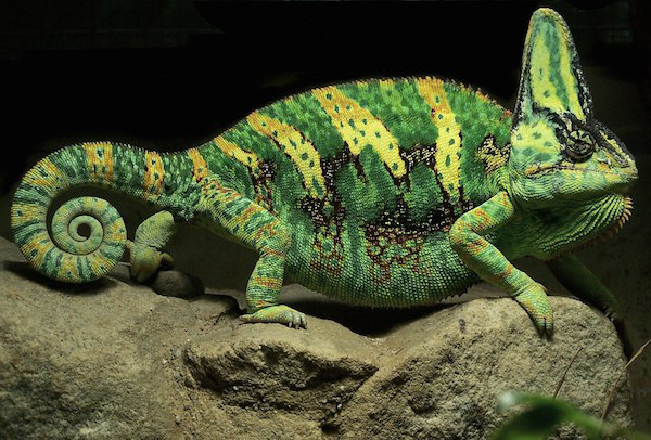 Misconception: Chameleons change color to match what they’re touching.
While chameleons do change color it is not to match what they are touching. They simply have different color changing responses to different stimuli that are pre-programmed.