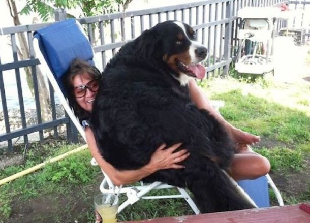 25 Dogs Who Don’t Know They’re Big