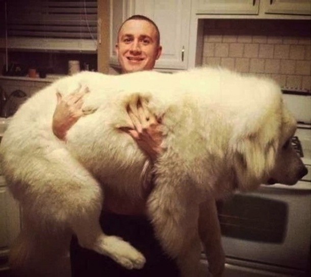 25 Dogs Who Don’t Know They’re Big