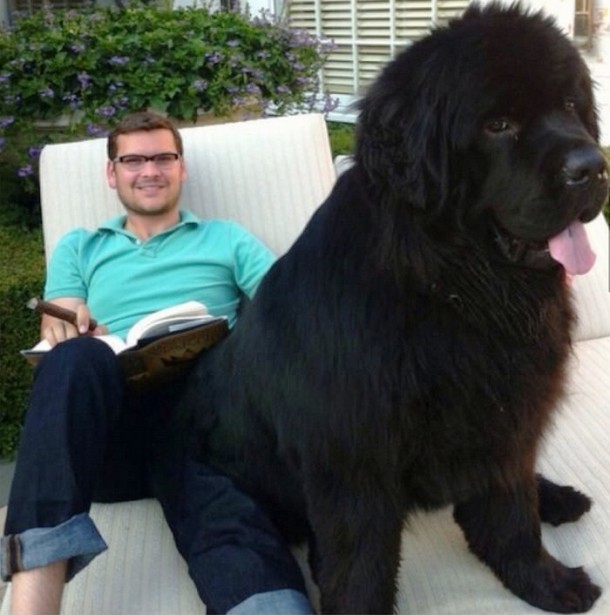 25 Dogs Who Don’t Know They’re Big