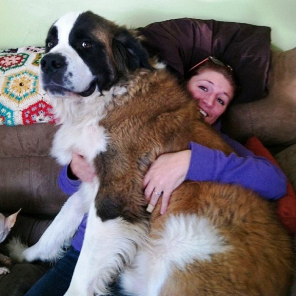 25 Dogs Who Don’t Know They’re Big