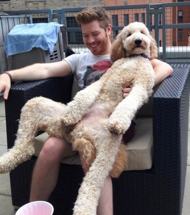 25 Dogs Who Don’t Know They’re Big