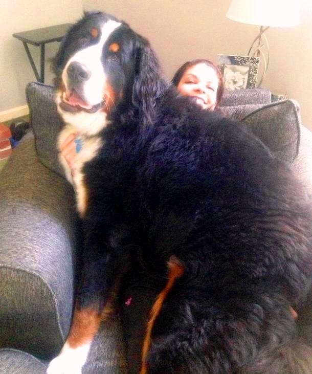 25 Dogs Who Don’t Know They’re Big