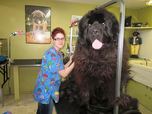 25 Dogs Who Don’t Know They’re Big