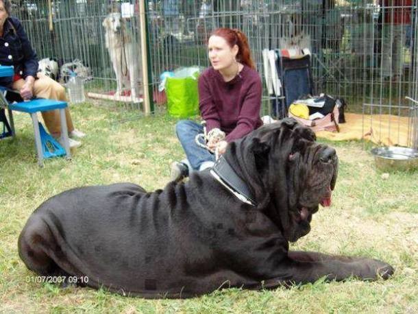 25 Dogs Who Don’t Know They’re Big