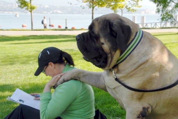 25 Dogs Who Don’t Know They’re Big