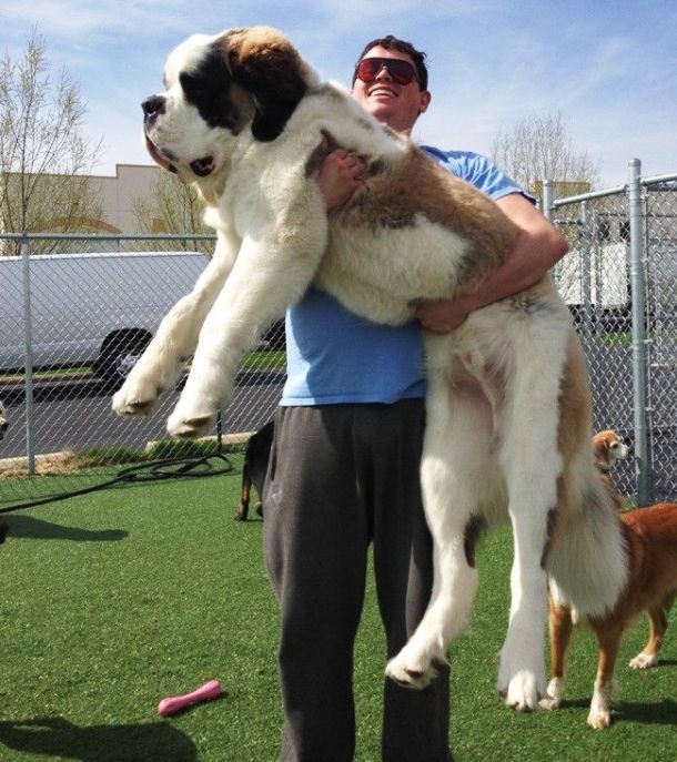 25 Dogs Who Don’t Know They’re Big