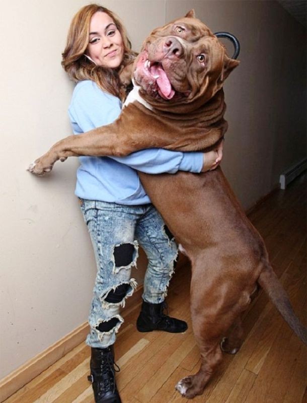 25 Dogs Who Don’t Know They’re Big